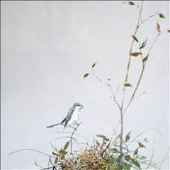 巢系列 11