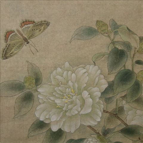 山茶蝴蝶