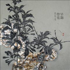 早锦带花1