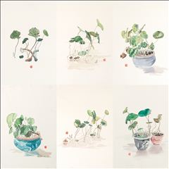 秋荷六品